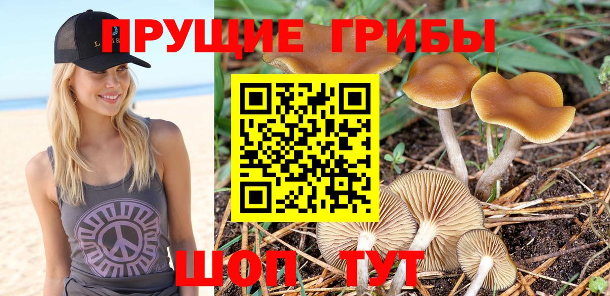 Обь  Галлюциногенные грибы Cubensis  Вход с VPN 